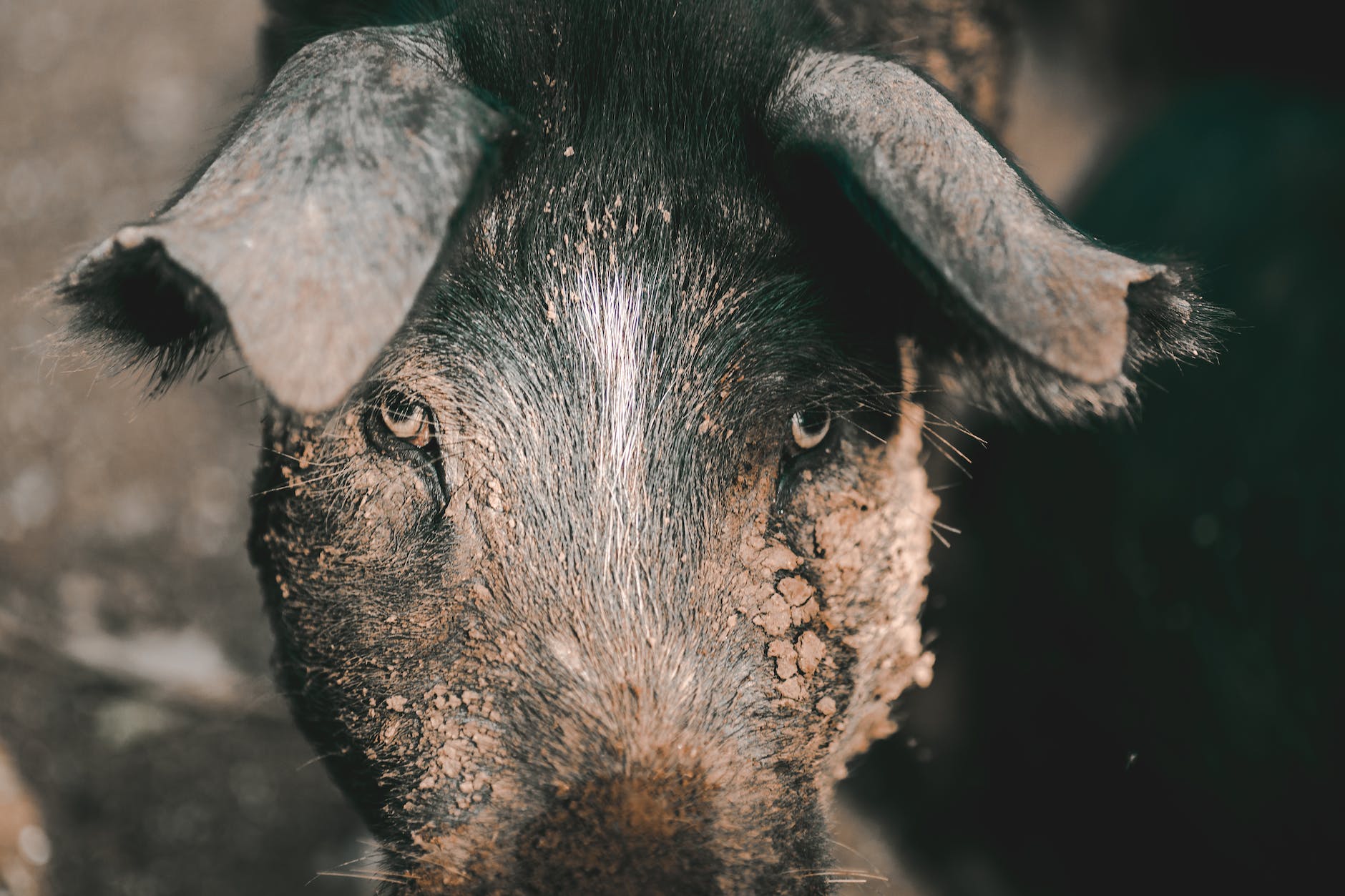 close up shot of a pig