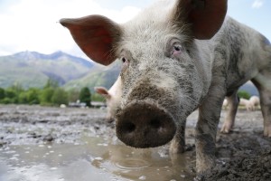The prodigal's pig.