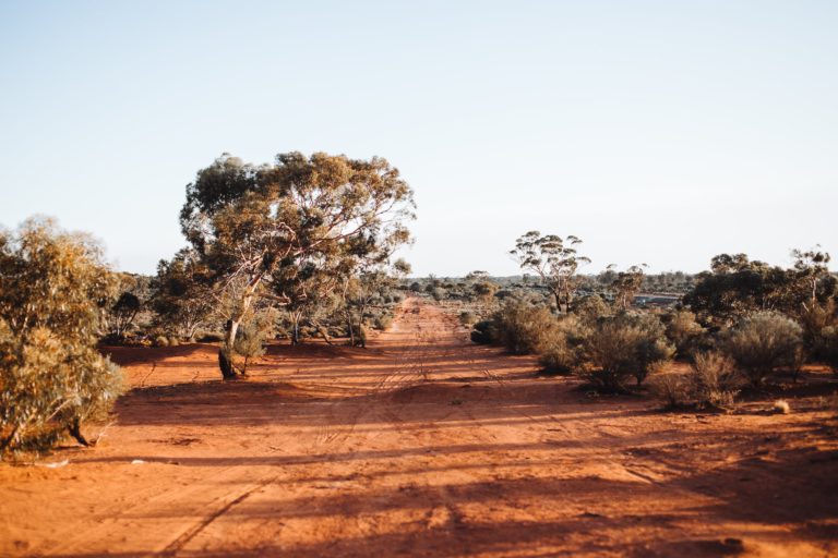 exotic trees growing in national park on sunny day