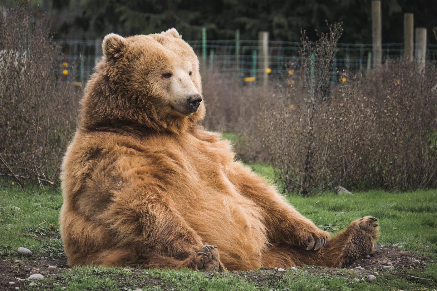 I'm going on a bear hunt